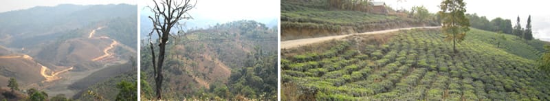 Scenes of new tea gardens being developed along the route to the famous tea mountain "Lao Ban Zhang".