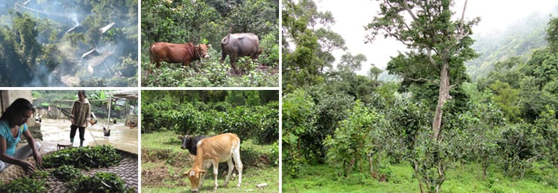 Tea Plantations and Livestock