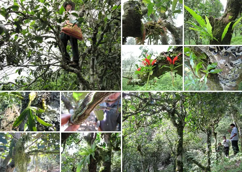 A parasitic plant growing on tea trees.