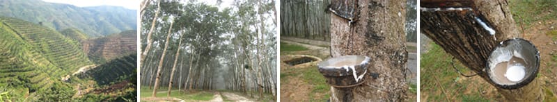 Rubber plantations in Xishuangbanna