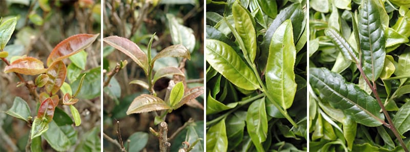 Differences in tea varieties