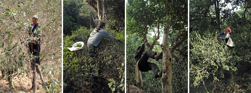 Picking ancient tea trees in Yunnan