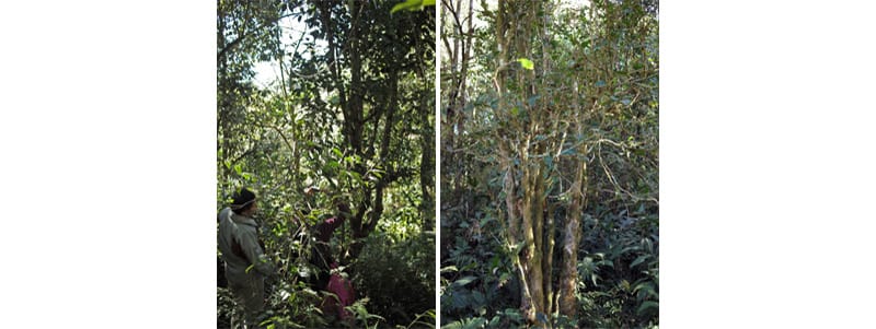 Yunnan wild tea trees