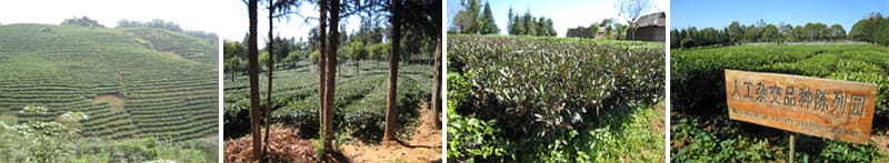Asexually propagated, densely planted tea plants.