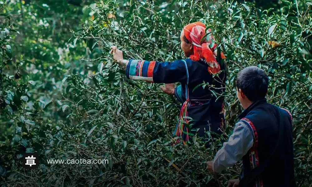 Xishuangbanna: Cradle of the Broad-Leaf Tea Tree